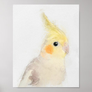 Cockatiel Porträtt Poster