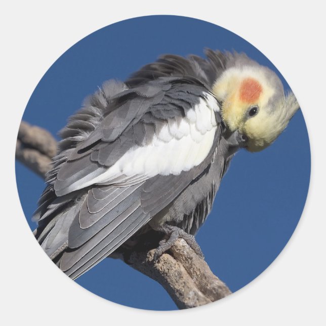 Cockatiel Runt Klistermärke (Framsida)