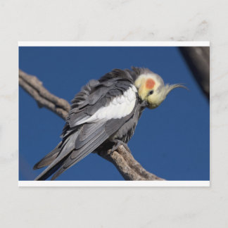 Cockatiel Vykort