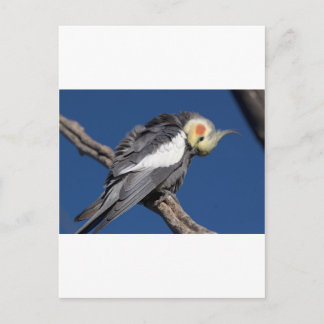 Cockatiel Vykort