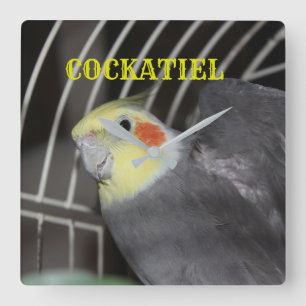 COCKATIELcloseupen kvadrerar tar tid på Fyrkantig Klocka