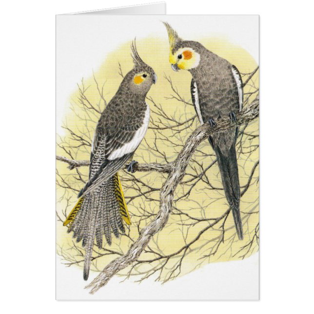 Cockatielen parar - Nymphicushollandicus Hälsningskort (Framsidan)