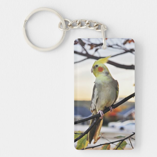 Cockatielen profilerar fotograferar (Framsidan)