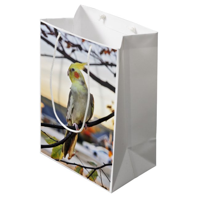 Cockatielen profilerar fotograferar (Framsidan Vinklad)