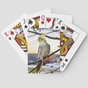 Cockatielen profilerar fotograferar spelkort