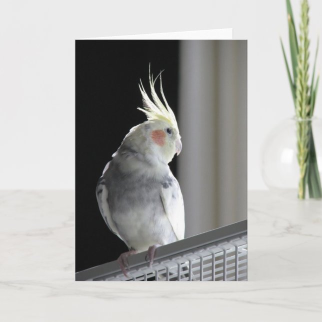 Cockatielhälsningkort Kort (Framsida)