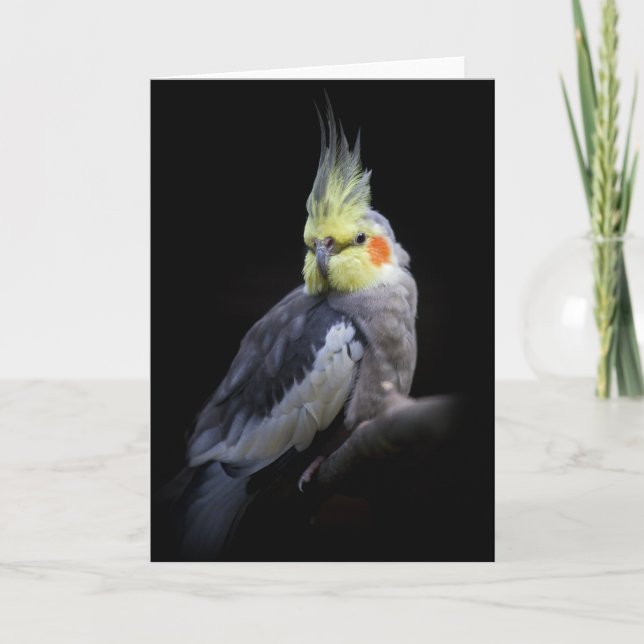Cockatielkort Kort (Framsida)