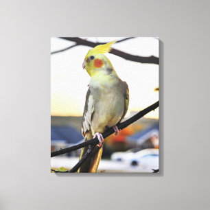 Cockatielprofilfoto Canvastryck