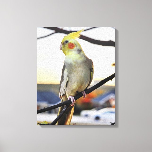 Cockatielprofilfoto Canvastryck (Framsida)