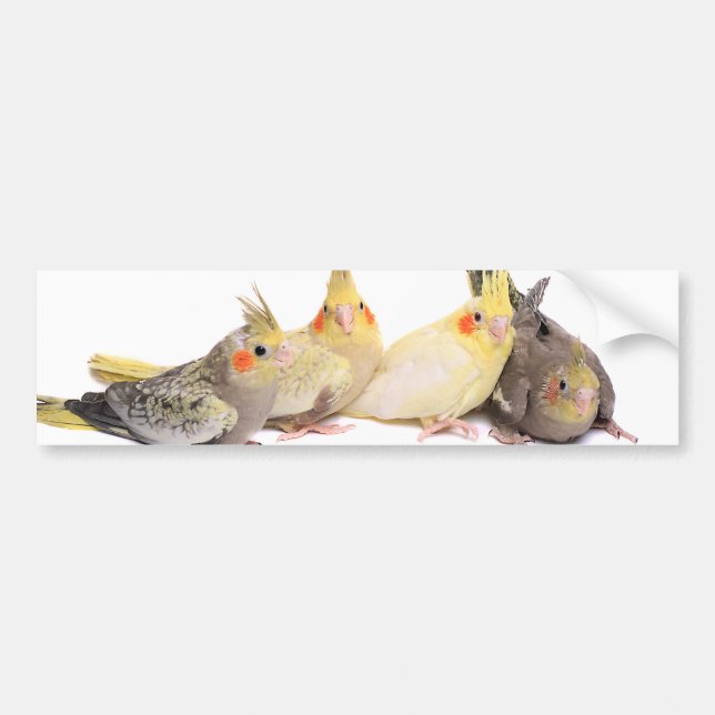 Cockatiels Bildekal (Framsidan)