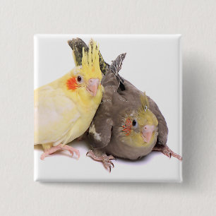 Cockatiels Knapp