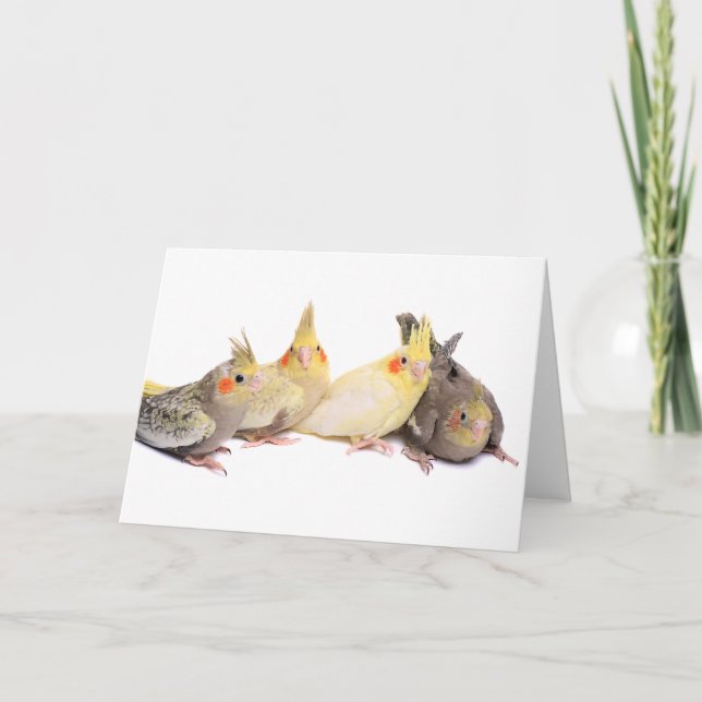 Cockatiels Kort (Framsida)