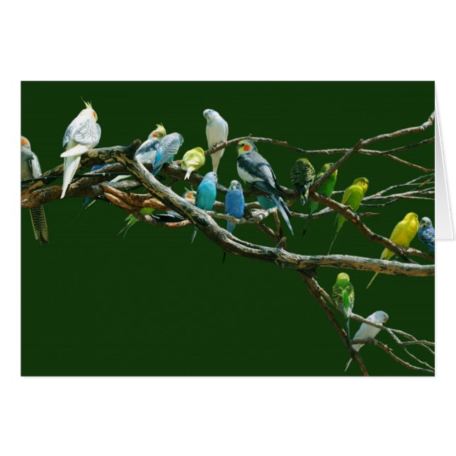 Cockatiels N Parakeets Hälsningskort (Framsidan Horizontal)