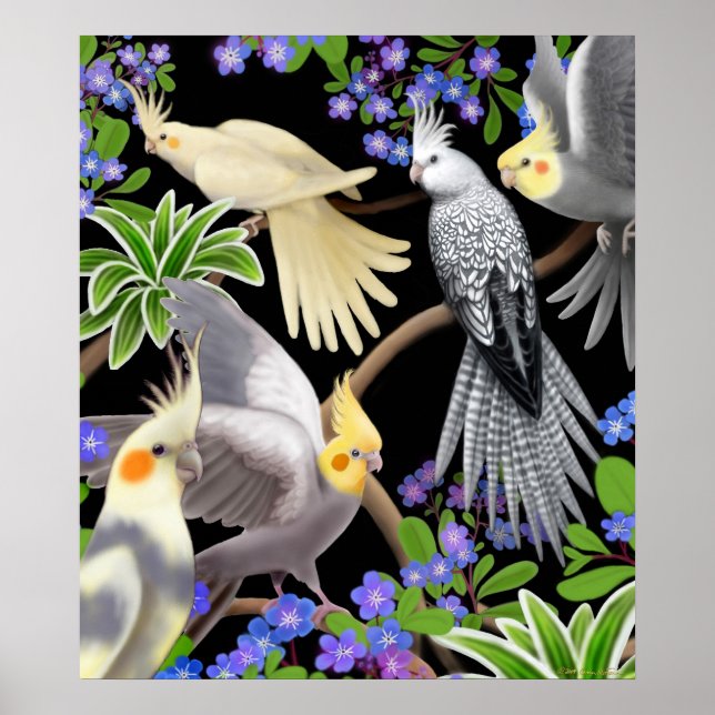 Cockatiels och Glöm mig Nots Poster (Framsidan)