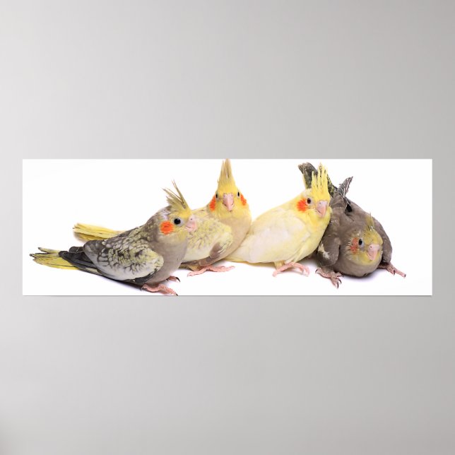 Cockatiels Poster (Framsidan)