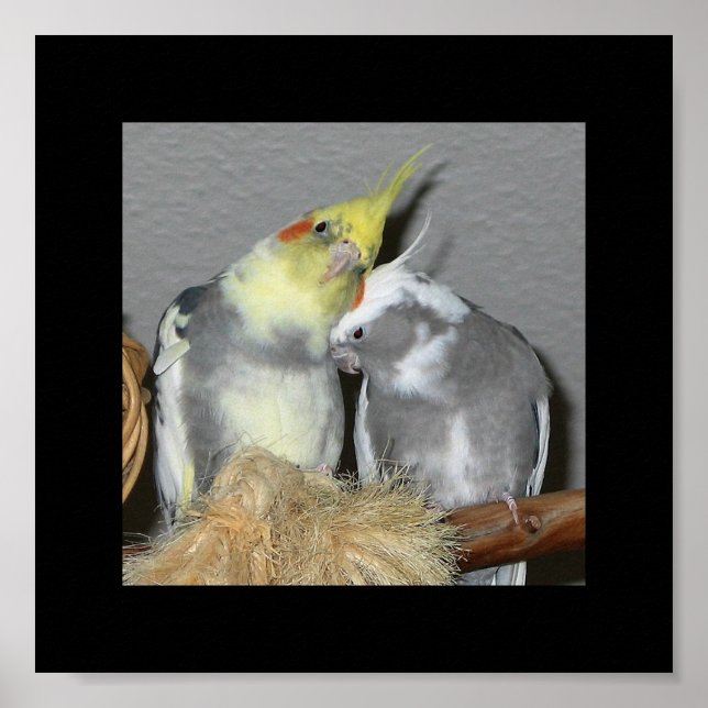 Cockatiels Poster (Framsidan)