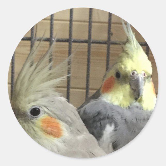 Cockatiels Runt Klistermärke (Framsida)