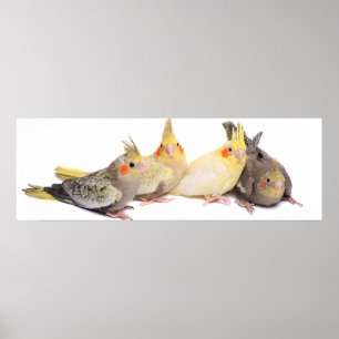 Cockatier Poster
