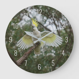 Cockatoo Bird Parrot Fly Vingar Avian Australien Stor Klocka