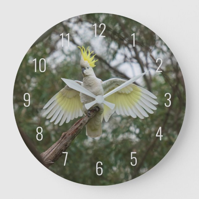 Cockatoo Bird Parrot Fly Vingar Avian Australien Stor Klocka (Framsida)