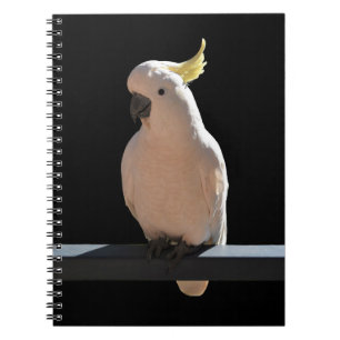 Cockatoo på Sundial Apartments Spiral Notebook Anteckningsbok