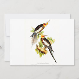 Cockatoo Parakeet Julkort