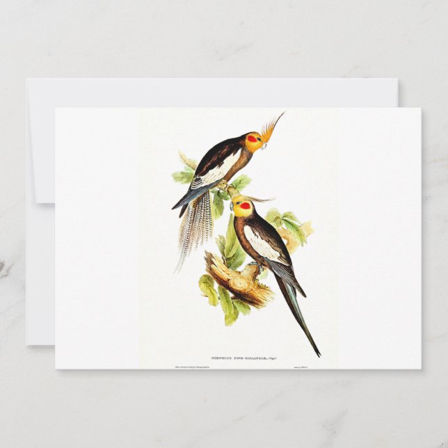 Cockatoo Parakeet Julkort (Framsida)