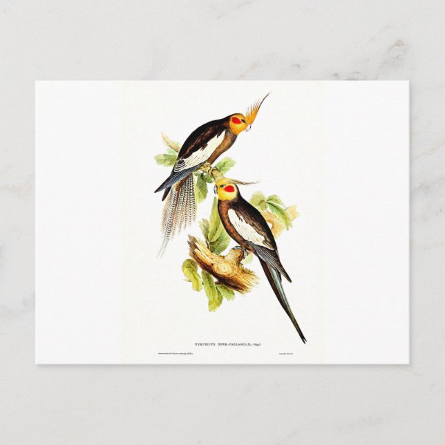 Cockatoo Parakeet Vykort (Framsida)