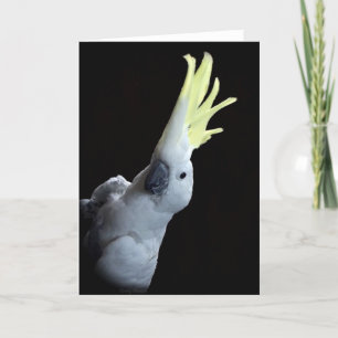 Cockatoo Parrot Kort