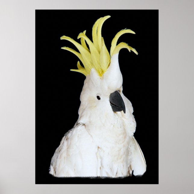 Cockatoo Poster 24x36 tum (Framsidan)