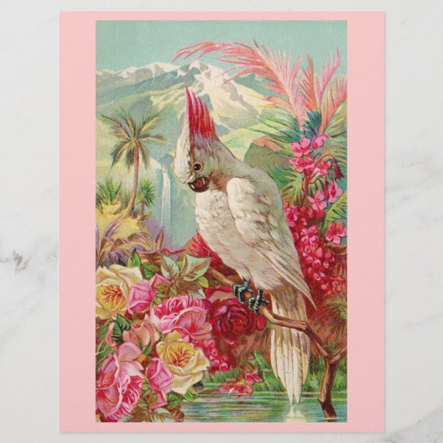 Cockatoo Rosa ros (Framsida)