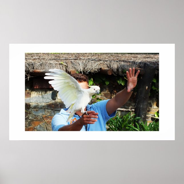 Cockatoo som visar vinge poster (Framsidan)