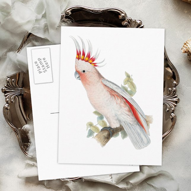 Cockatoo Vintage Parrot Bird Vykort (Skapare uppladdad)