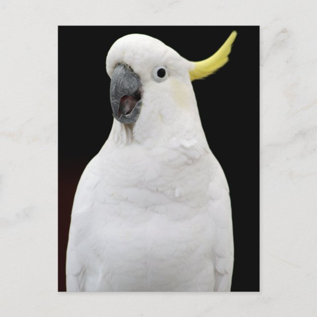 Cockatoo Vykort (Framsida)