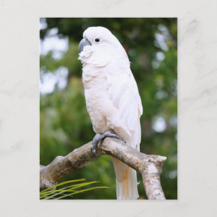 Cockatoo Vykort
