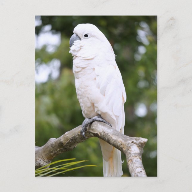Cockatoo Vykort (Framsida)