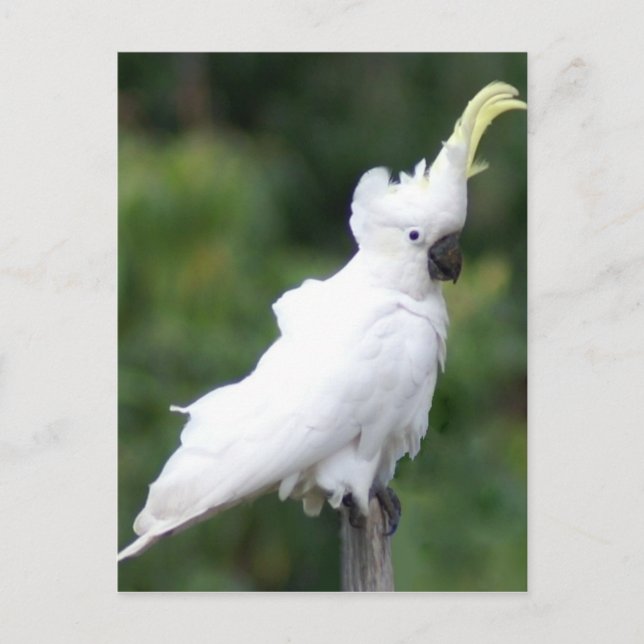 Cockatoo Vykort (Framsida)