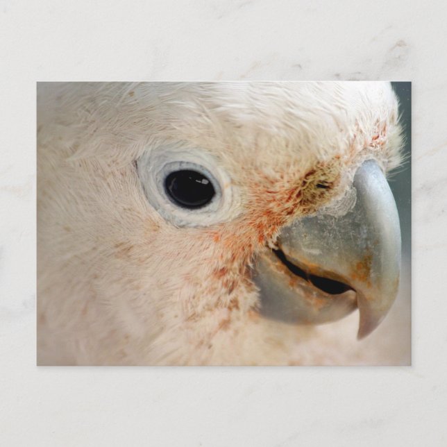 Cockatoo Vykort (Framsida)