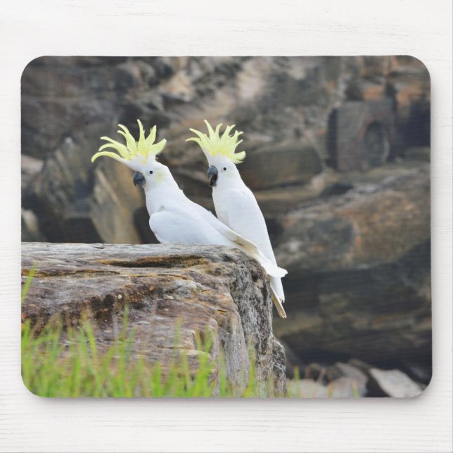 Cockatoos Musmatta (Framsidan)