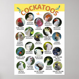 Cockatoos värld - utskrivbara Poster - B2 och