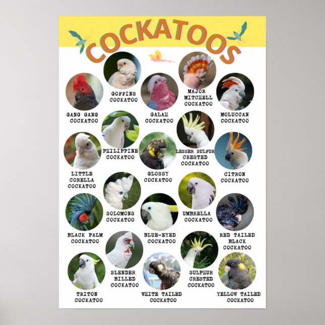 Cockatoos-världen - utskrivbara Poster - B2 och (Framsidan)
