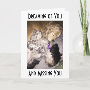 COCKER/HAVENESE CUDDLE-MISS U PÅ BIRTHDAY KORT