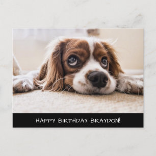 Cocker Spain Cavalier Birthday Postcard Vykort