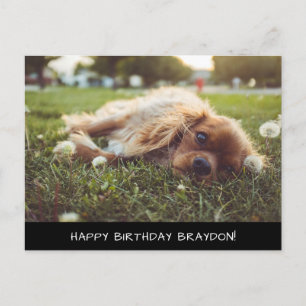 Cocker Spain Cavalier Birthday Postcard Vykort