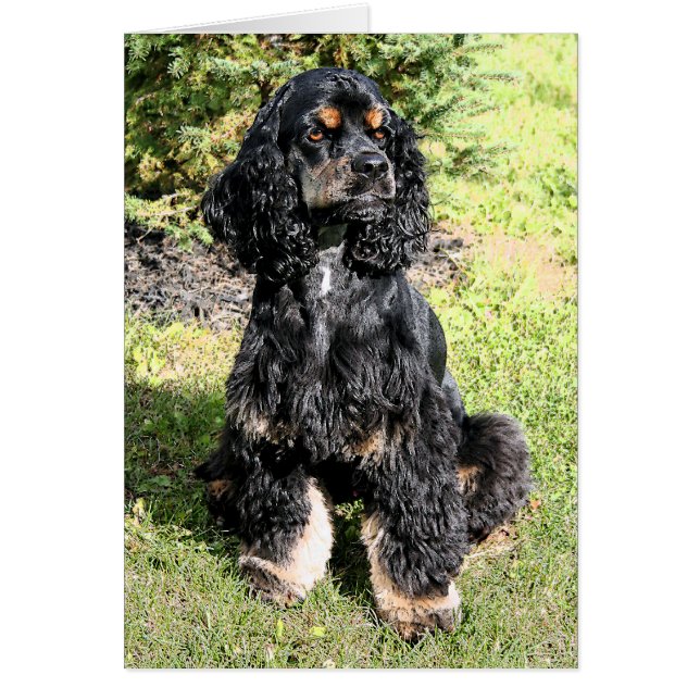 Cocker Spain Färg Sketch Hälsningskort (Framsidan)