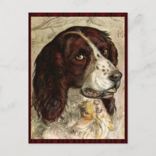 Cocker Spain Hund Print Vykort