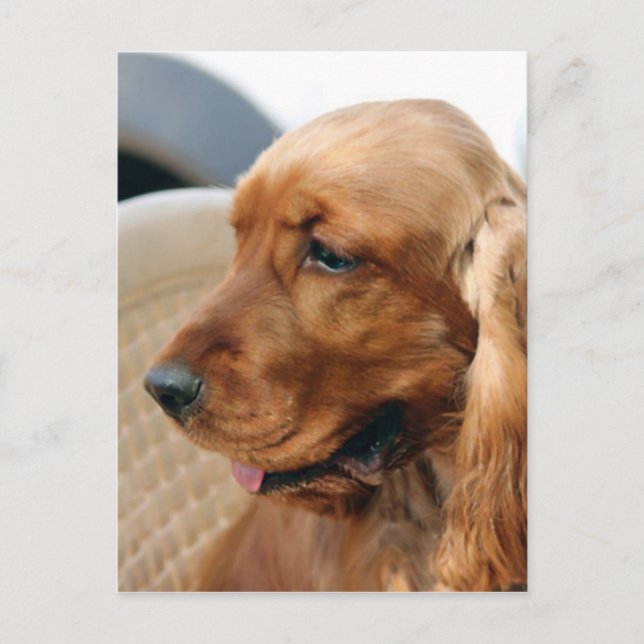 Cocker Spain hund Vykort (Framsida)