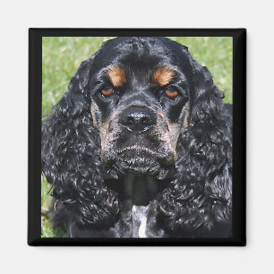 Cocker Spain Magnet