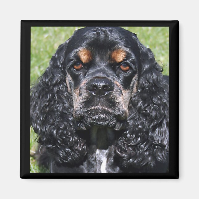 Cocker Spain Magnet (Framsidan)
