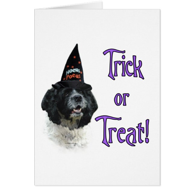 Cocker Spain (parti) Trick Hälsningskort (Framsidan)